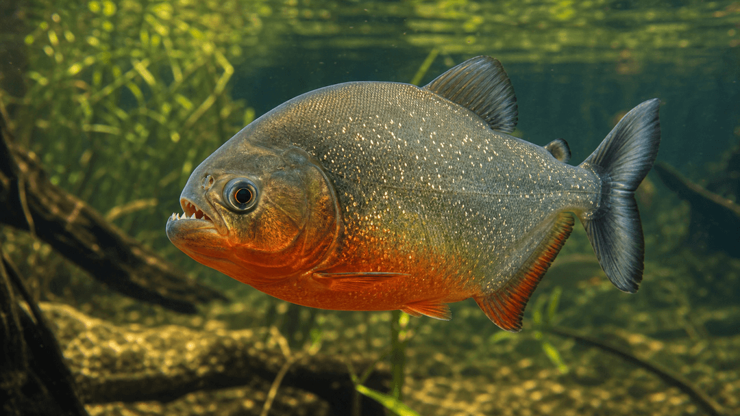 Red-bellied piranha in a South American freshwater habitat