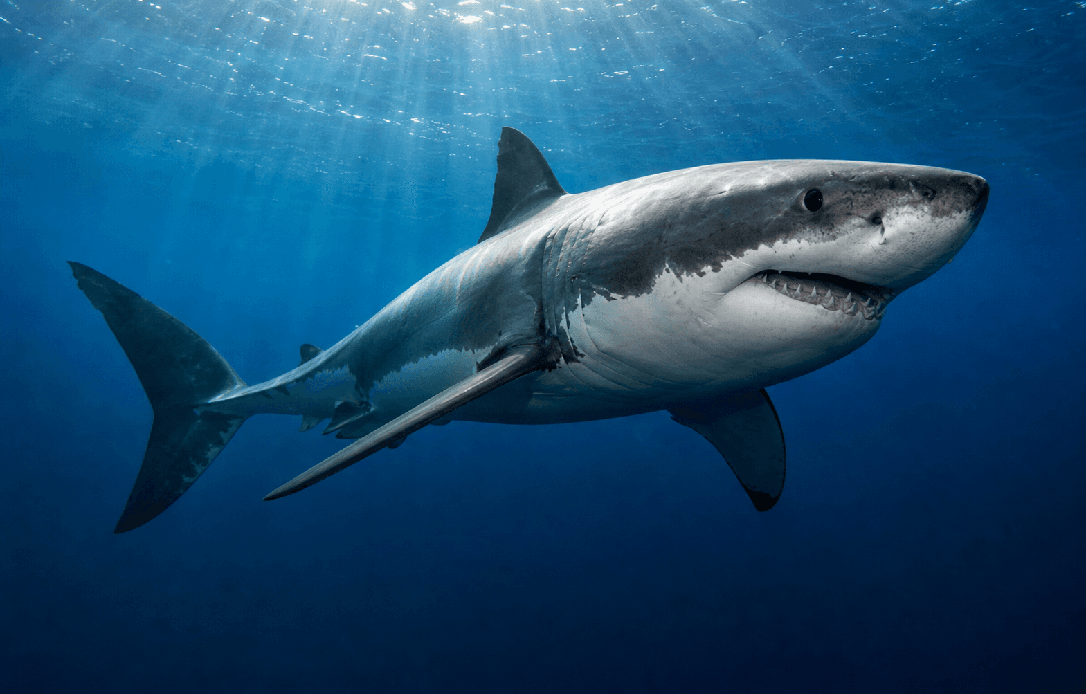 Open Ocean and Continental Shelves ocean habitat