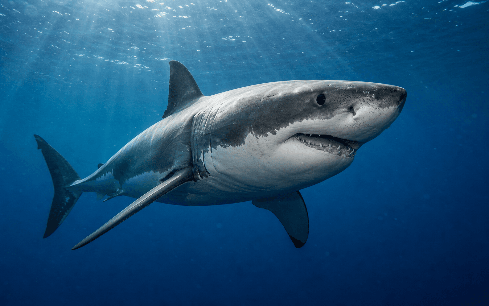 Shark swimming through blue ocean water
