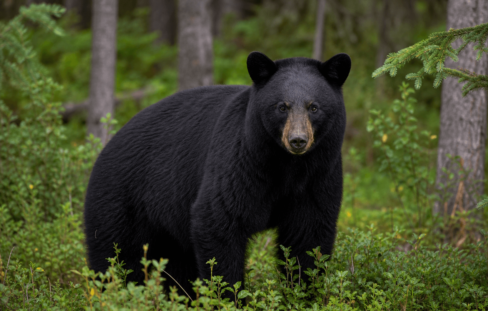 Mixed Forest Edges bear habitat