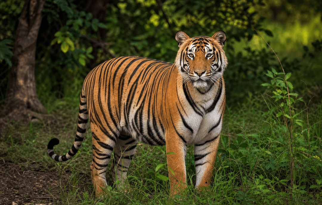 Bengal Tiger wildlife profile