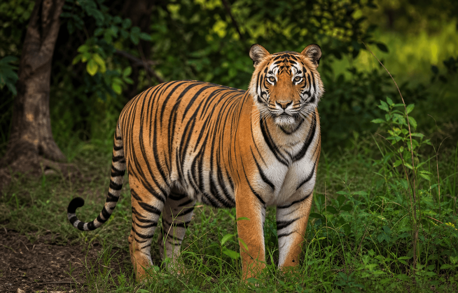 Tiger standing in a forest habitat