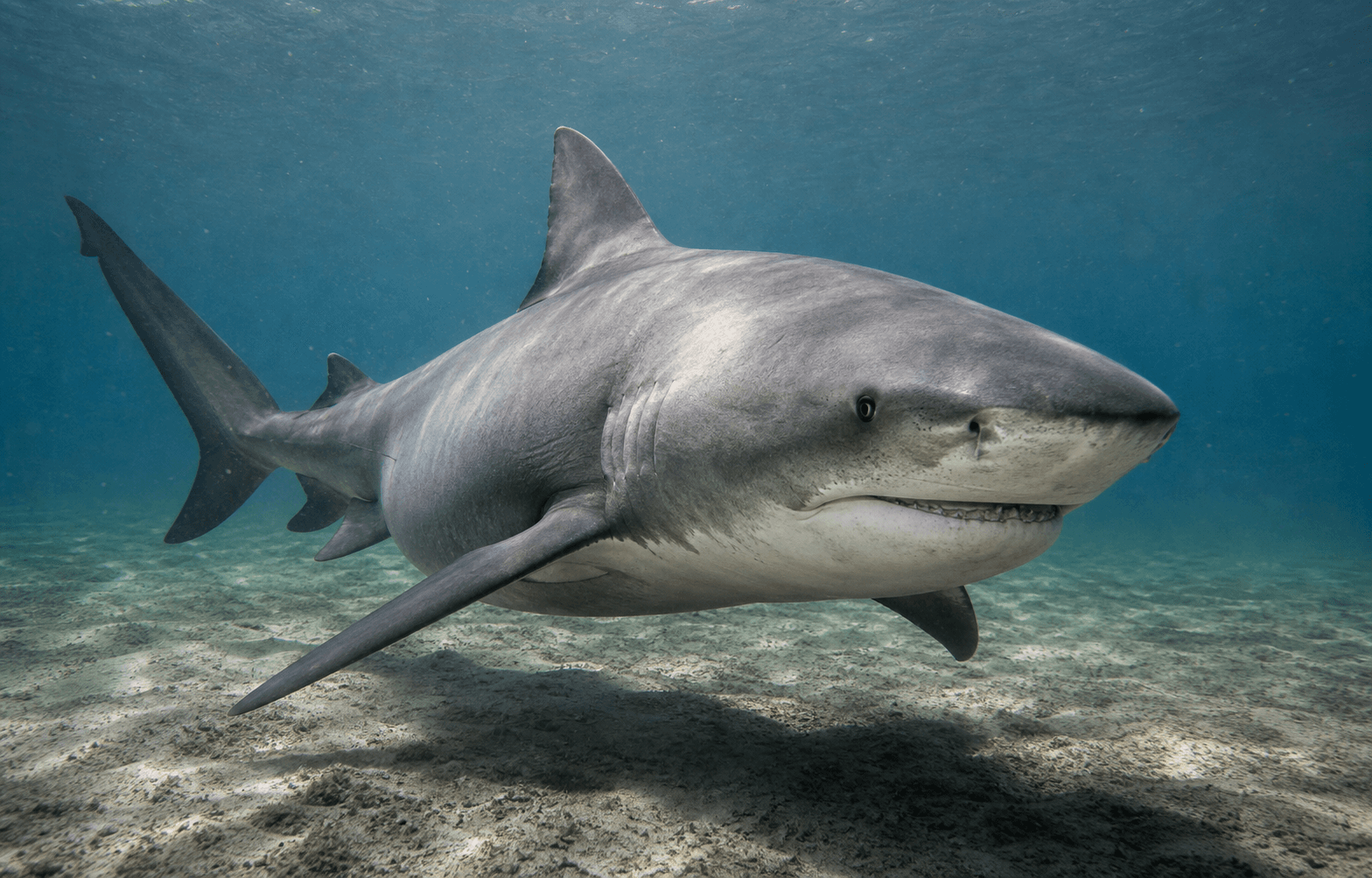 Estuaries and River Mouths shark habitat