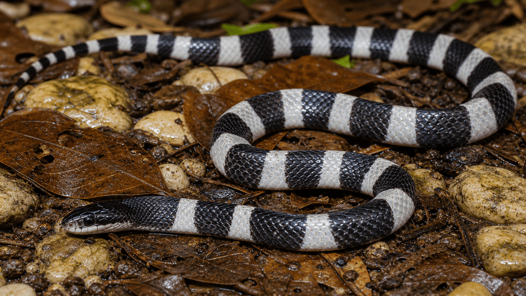 Many-Banded Krait wildlife profile