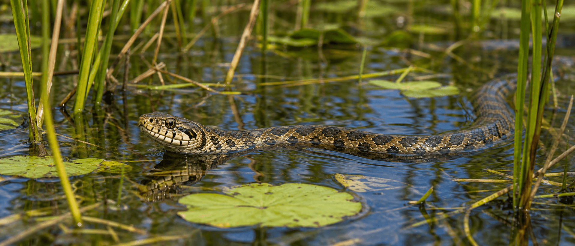 Wetland Snake habitat